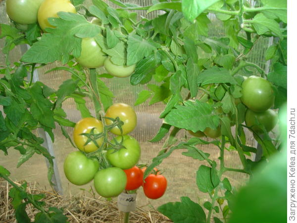 Куст №2, посаженный обычным способом