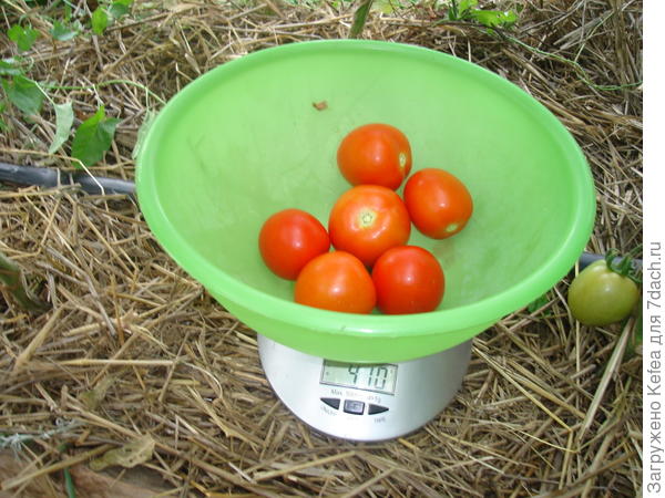 Вес с куста №5