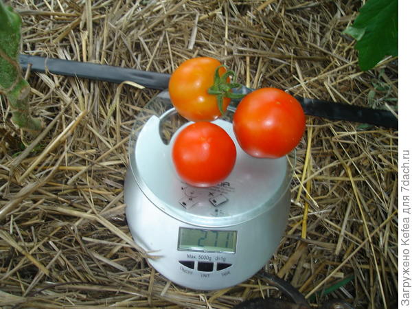 Вес плодов с куста №1