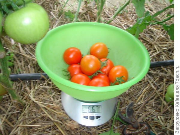 Вес с куста №6