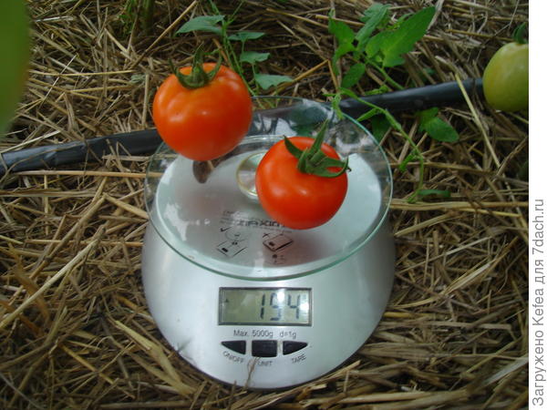 Вес плодов с куста №3