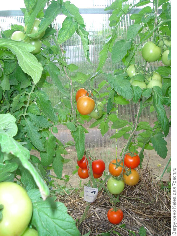 Куст №4, выращенный из пасынка