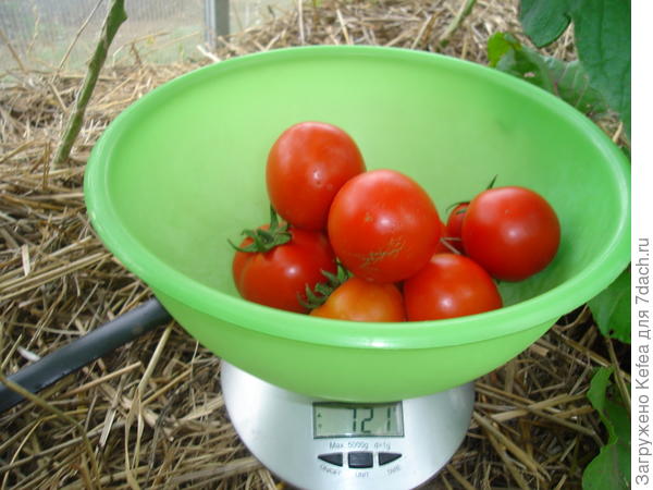 Вес с куста №7