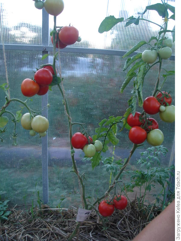 Куст №4 пасынок