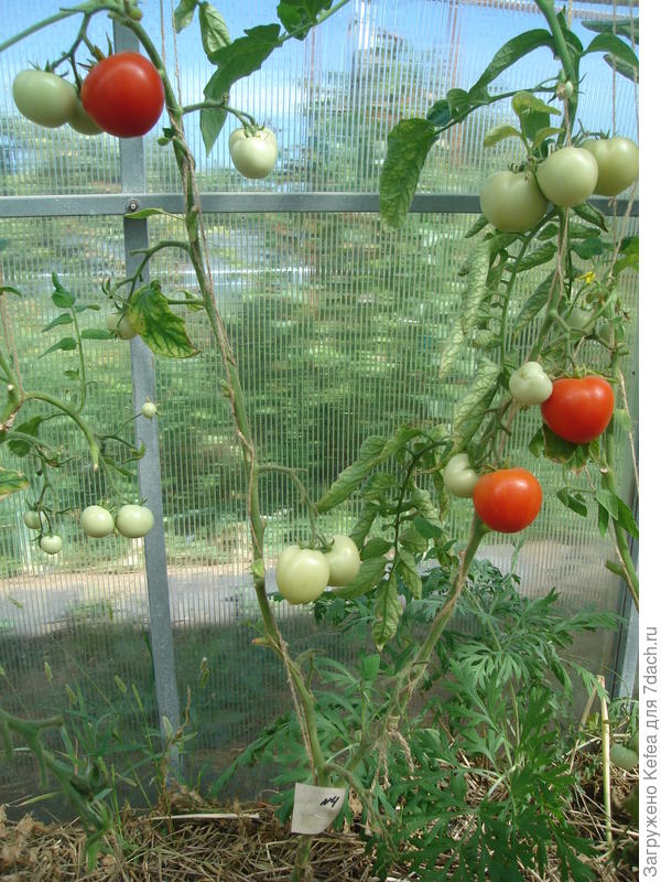 куст Любаши №4 пасынок