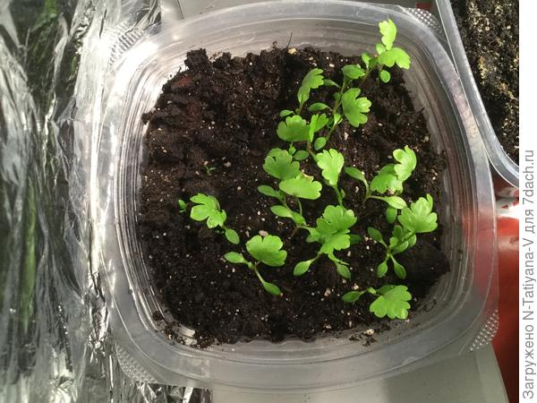 Вот надо пикировать.