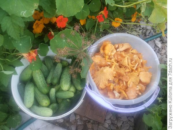 Я огурчиков наломала, а муж в леу лисичек накосил.