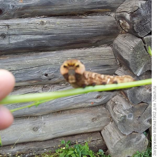 У нас в деревне прошлым летом тоже такая нашлась. Очень страшная