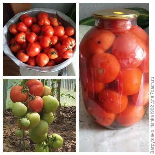 Томат Любаша Агрофирмы Партнер