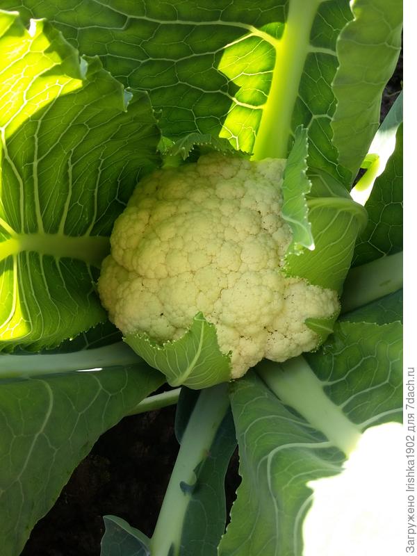 Цветная капуста Мовир