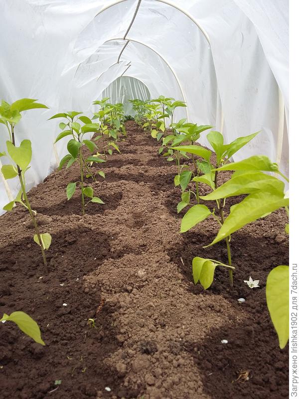 Перец Темп Агрофирмы Партнер