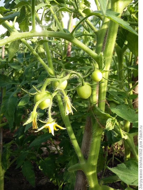 томат только набирает рост и вес