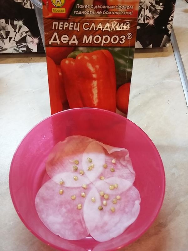проращивание