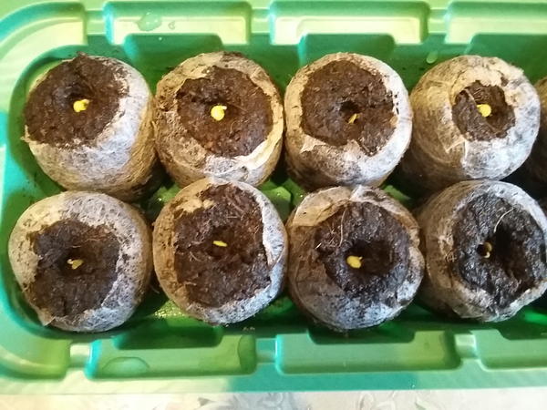 Проращивание семян конопли в торфяных таблетках удобрения для конопли кемира