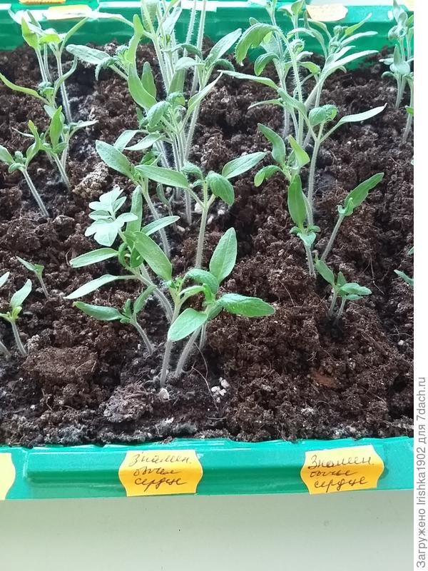 появление листочков