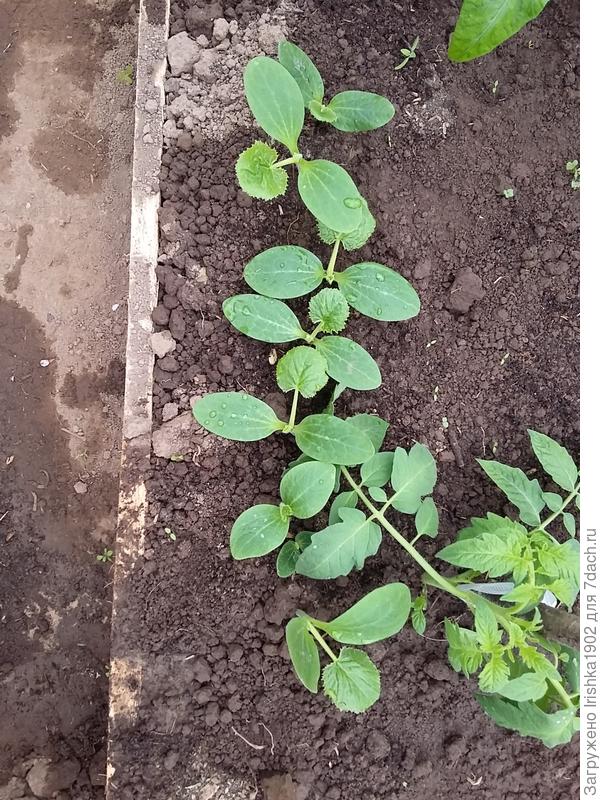 первый лист