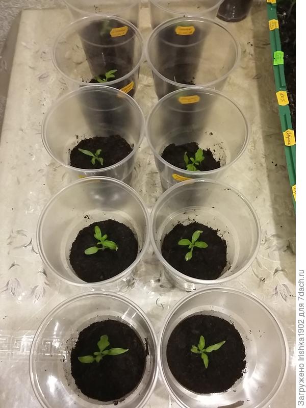 Пышка в стаканчиках