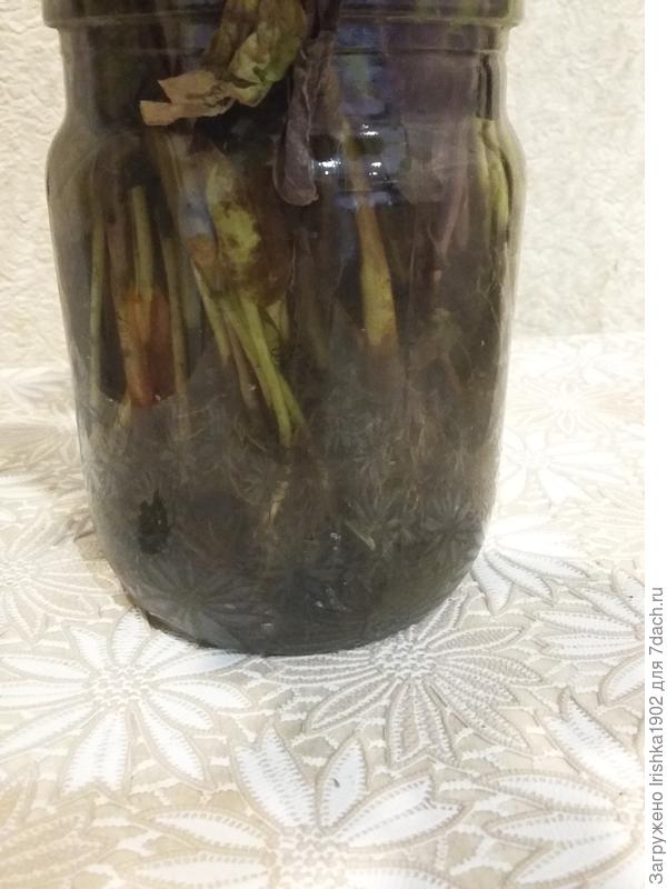 корни Базилика