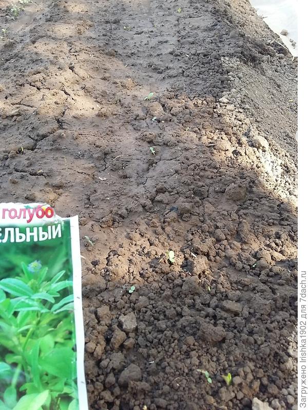 прорастание