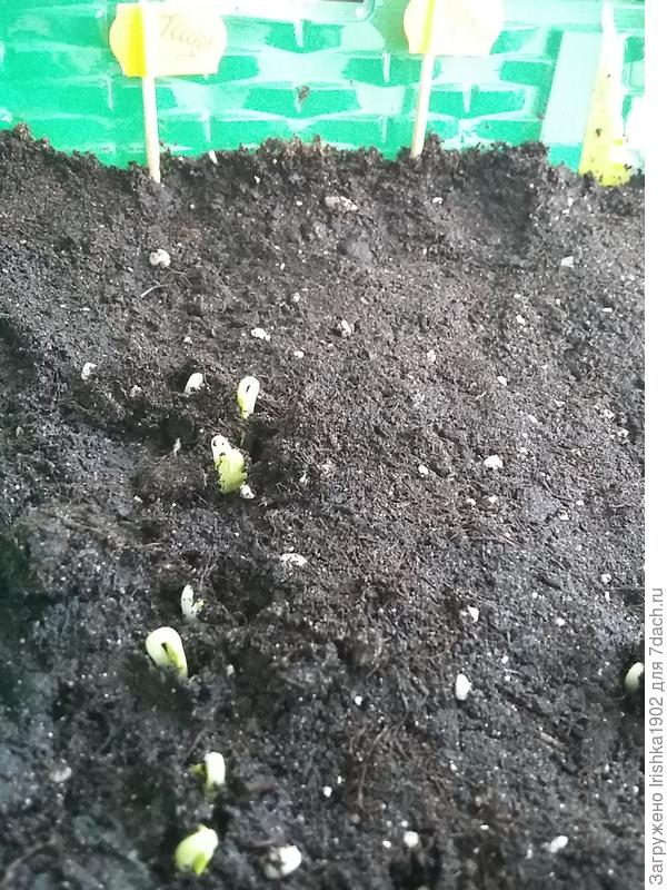 всходы
