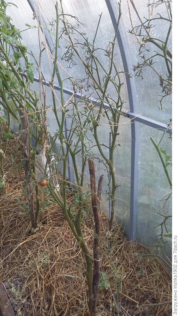 пустой куст