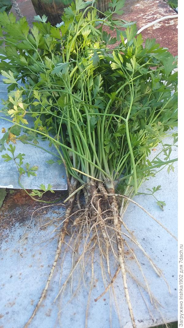 петрушка, сбор урожая