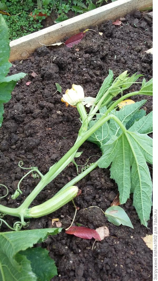 окончание плодоношения