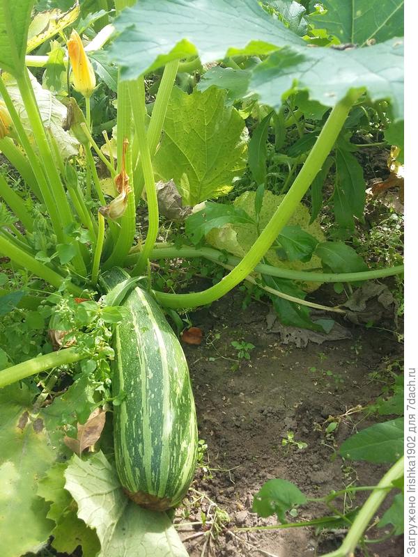 созревание