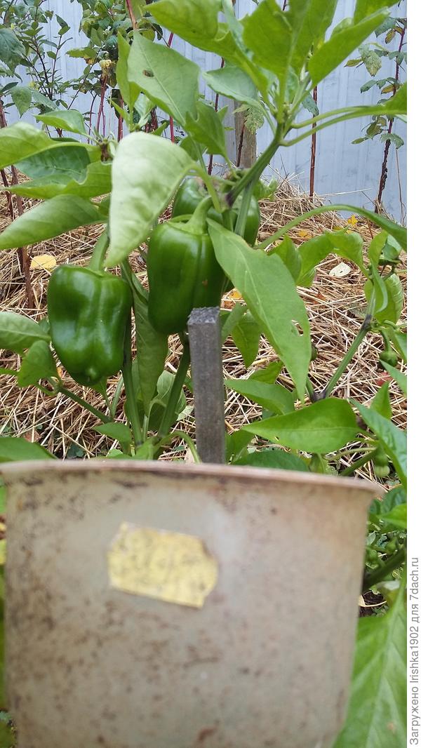 окончание плодоношения