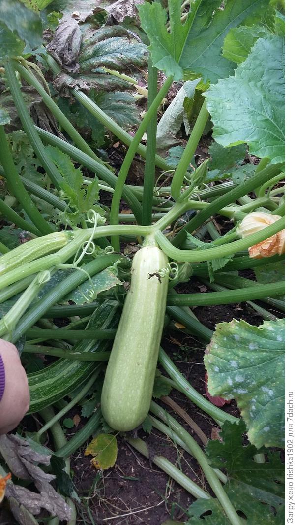 окончание плодоношения