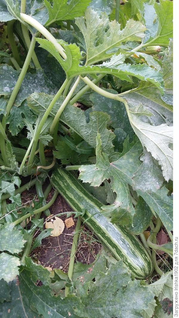 окончание плодоношения