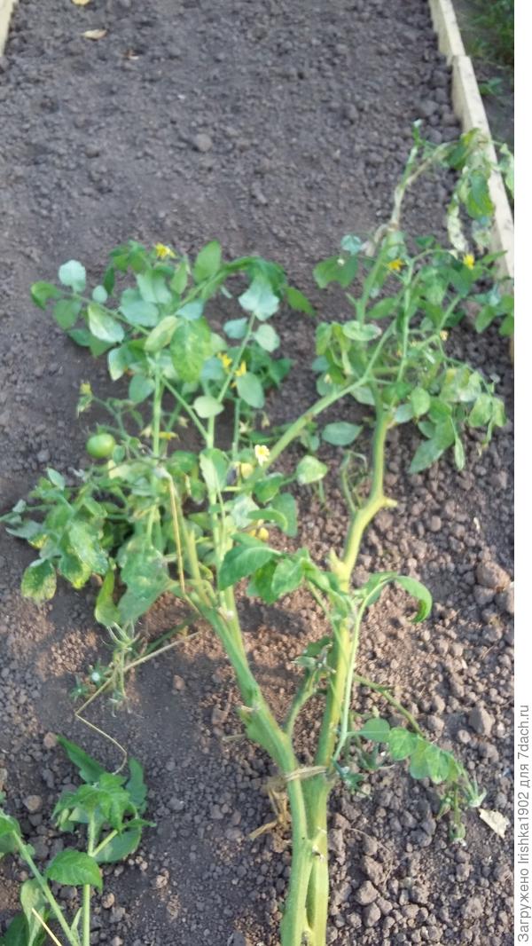 окончание плодоношения