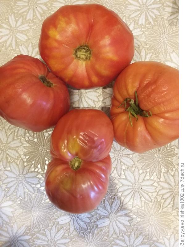 плод