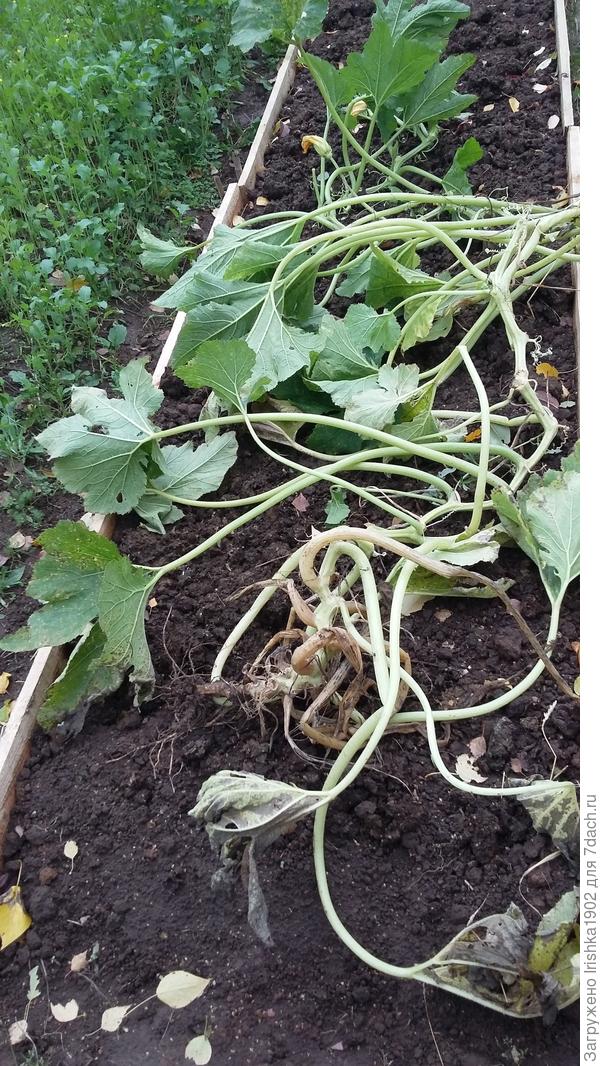 куст