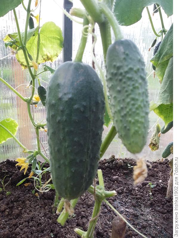 куст