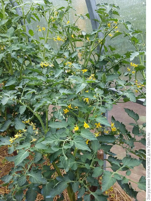 начало цветения