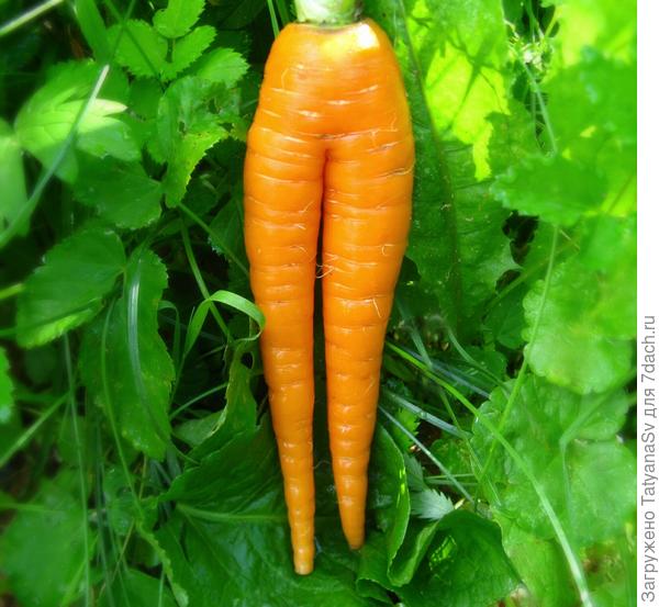 Стройняшка