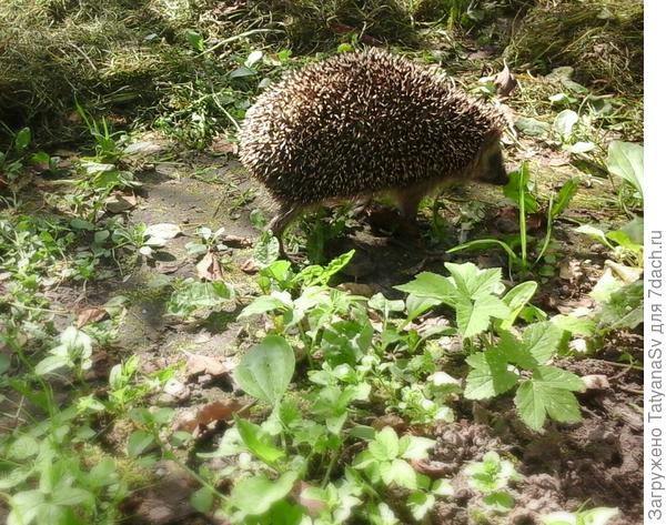 Гость на участке