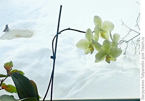 С утра пораньше прилетали птички стайками. И дятел пожаловал...