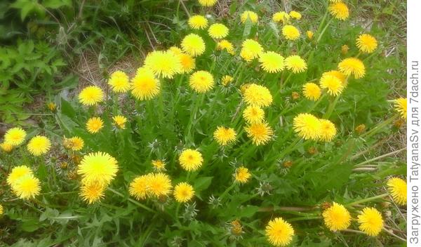 Жёлтые солнышки