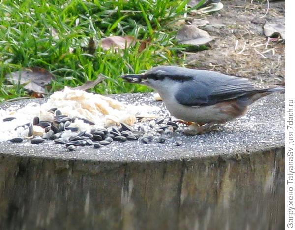 Поползни стараются набрать в клюв побольше семечек.
