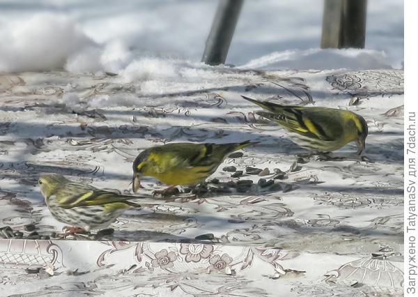 И такие же птички-невелички - чижи.