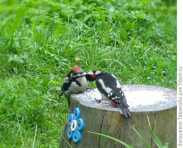 Кормление...