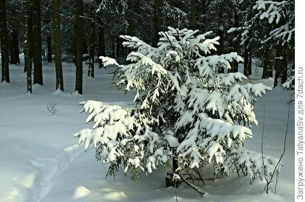 Вот она, пушистая красавица