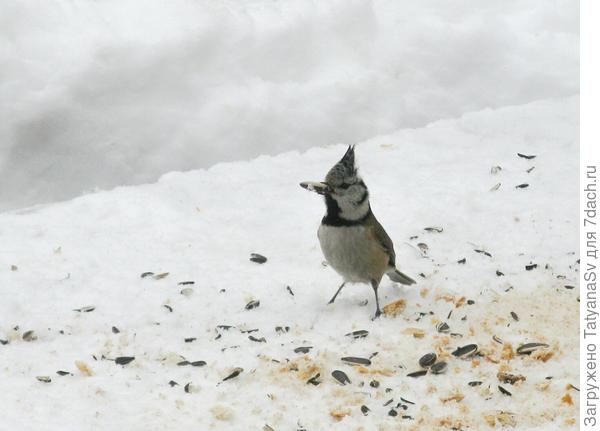 Семечки любят почти все птички