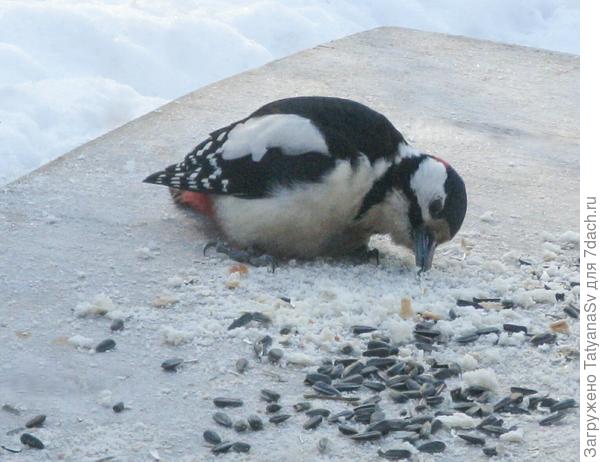 А также выбирают крошки белого хлеба