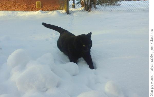 "Я, кажется, вовремя в гости явился... Чуть по дороге в сугроб не свалился."