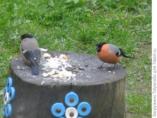 9 Мая к нам прилетела подкрепиться пара снегирей