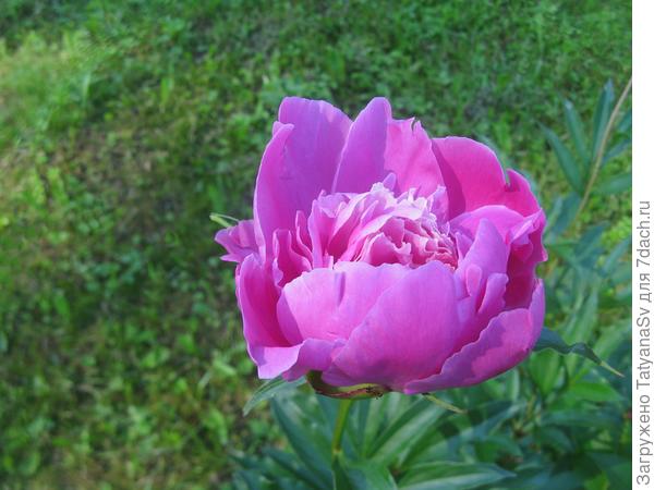 Нежное очарование