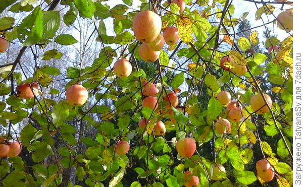 &amp;quot;Октябрь уж наступил&amp;quot;.... 16.10.2019